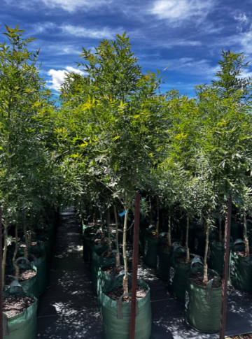 Fraxinus Angustifolia 'Raywood' (Claret Ash)