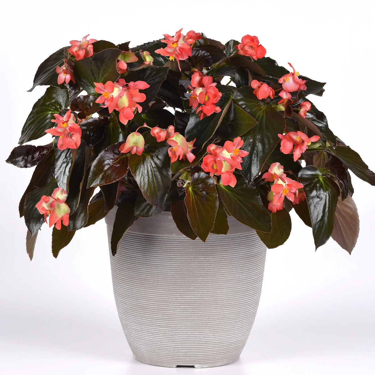 Begonia × Hybrida ‘Dragon Wing Bronze Leaf’ (Dragon Wing Begonia)