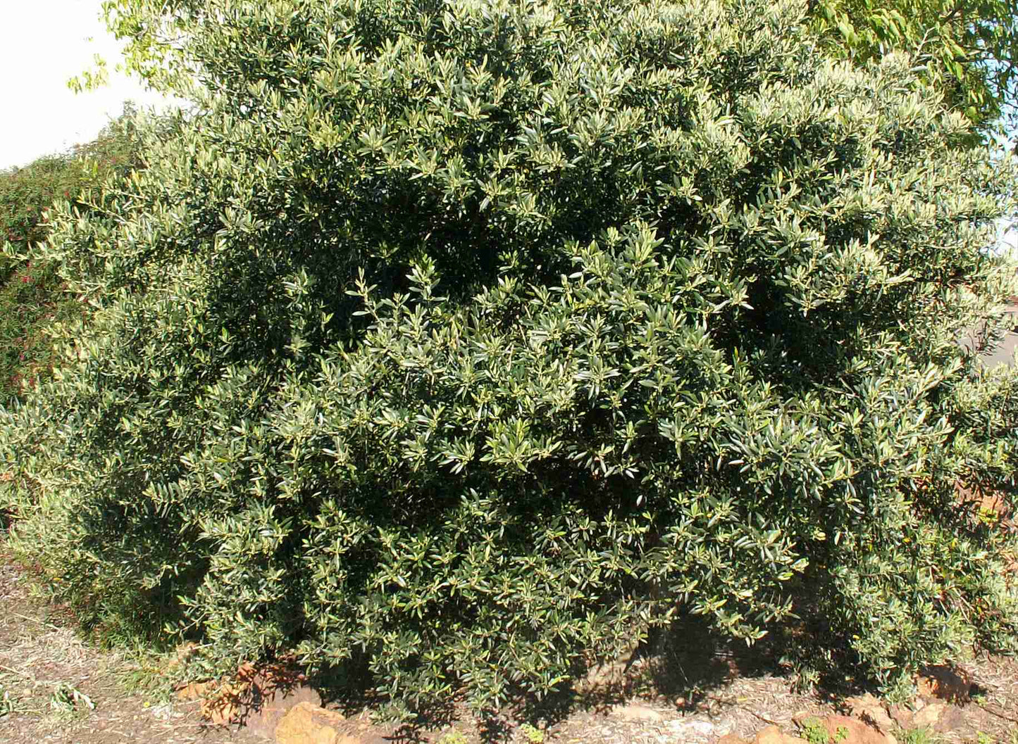 Olea europaea (Mediterranean Midget)