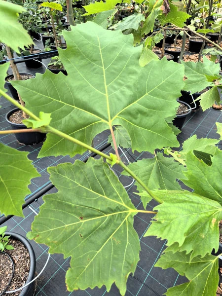 Platanus × hispanica ‘Vallis Clausa’ (Platanor® London Plane Tree)
