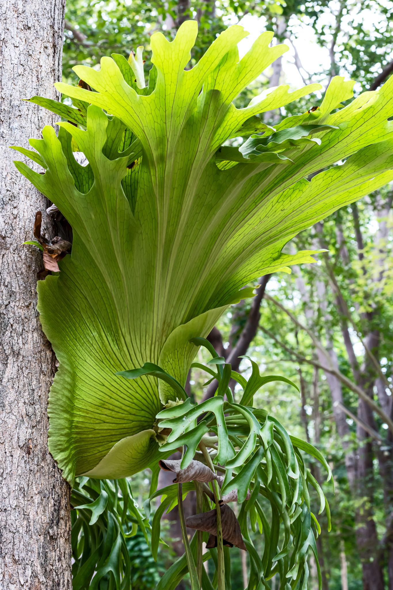 Platycerium Superbum ‘S2’ (Staghorn Fern)