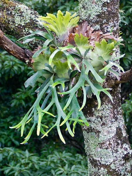 Platycerium bifurcatum (Elkhorn Fern)