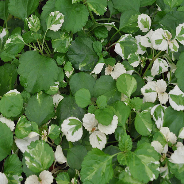 Plectranthus Australis 'Variegatus' (Variegated Swedish Ivy Hanging Basket)