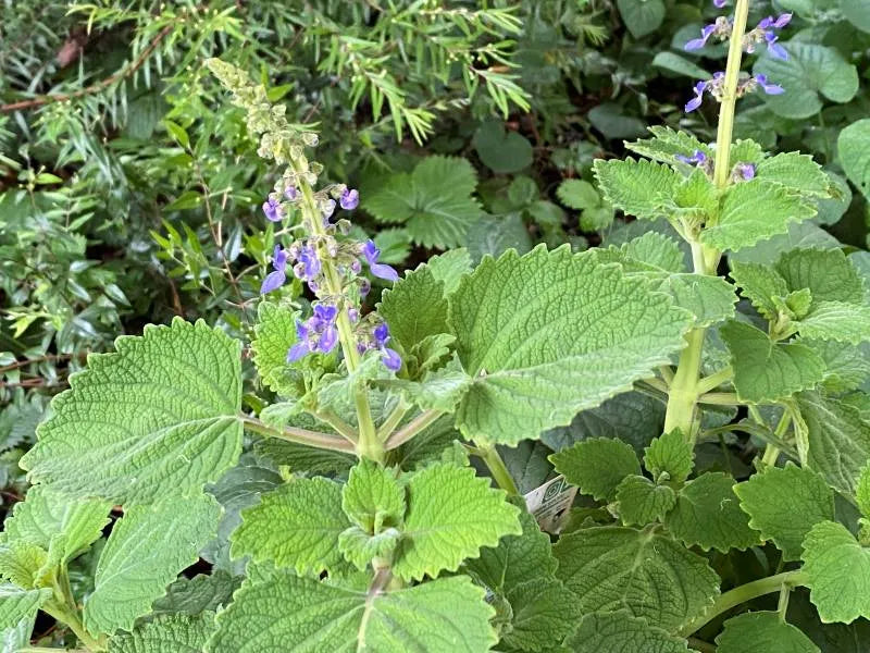 Plectranthus Graveolens (Native Coleus)