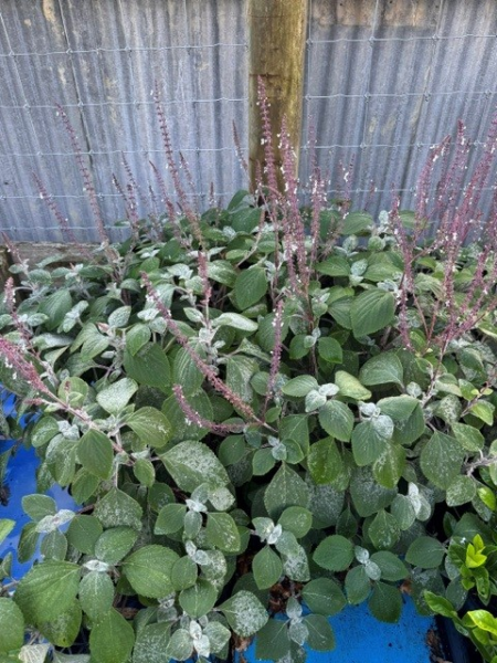Plectranthus argentatus (Silver Spurflower)
