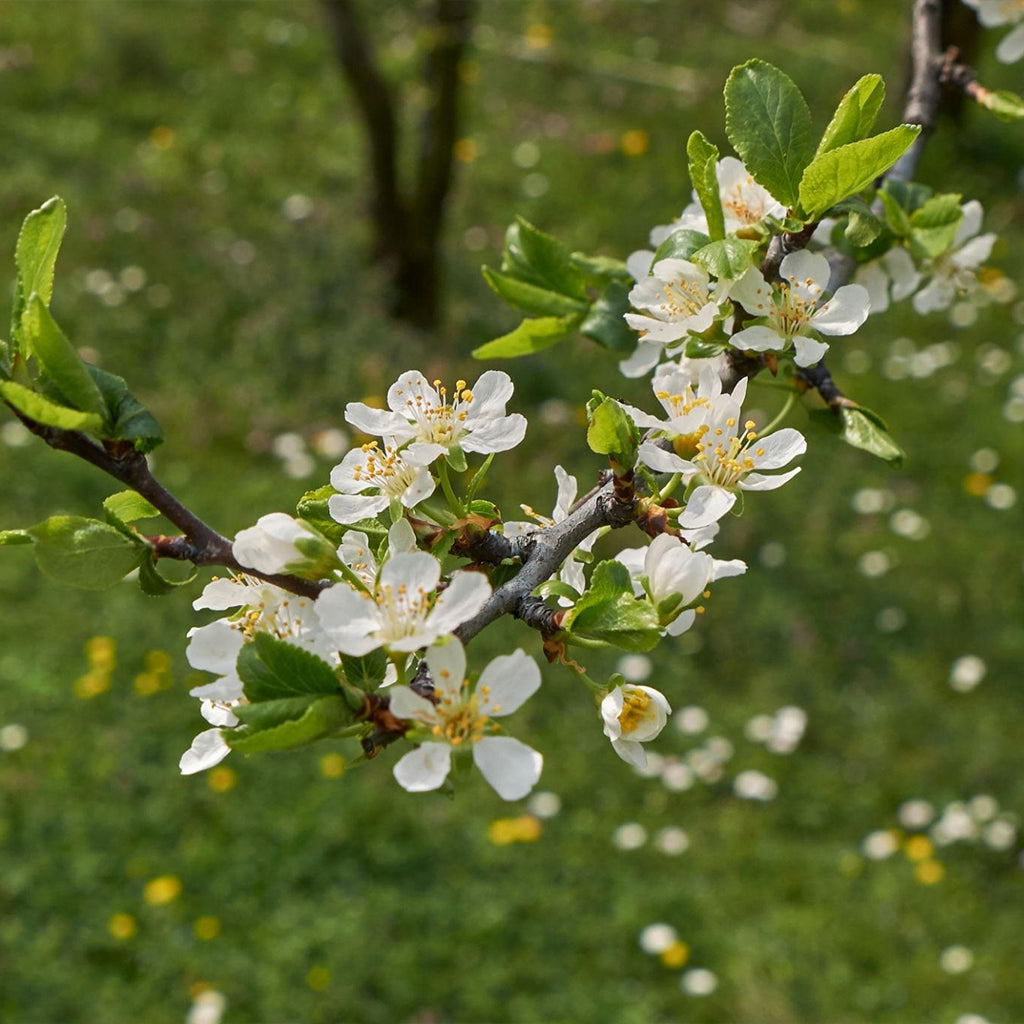 Prunus Domestica 'Sugar Plum' (Sugar Plum)