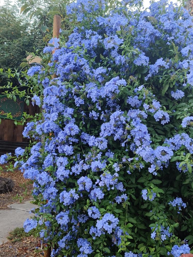 Plumbago auriculata ‘Royal Cape’ (Royal Cape Plumbago)
