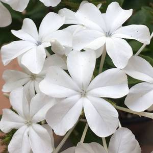 Plumbago auriculata White (Cape Leadwort)