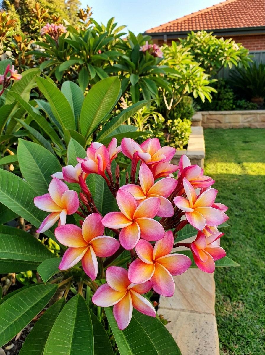 Plumeria Rubra ‘Tricolour’ (Tricolour Frangipani)