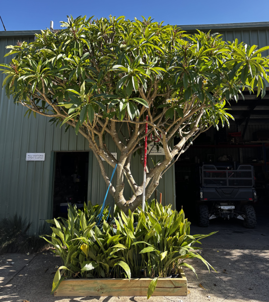 Plumeria Acuta (Frangipani)