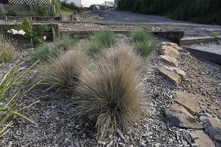 Poa spp. (POL11) ‘OZBREED RUSTIC™’