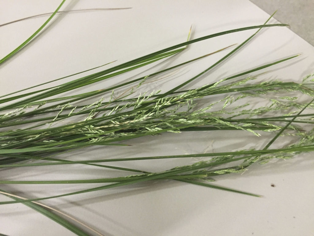 Poa labillardieri ‘Eskdale’