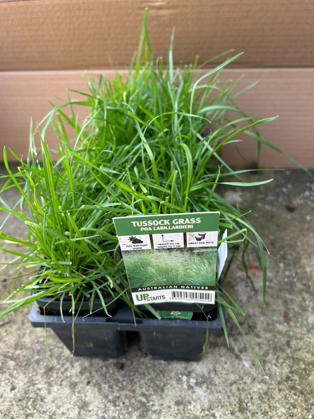 Poa Labillardierei (Common Tussock Grass) CLEARANCE
