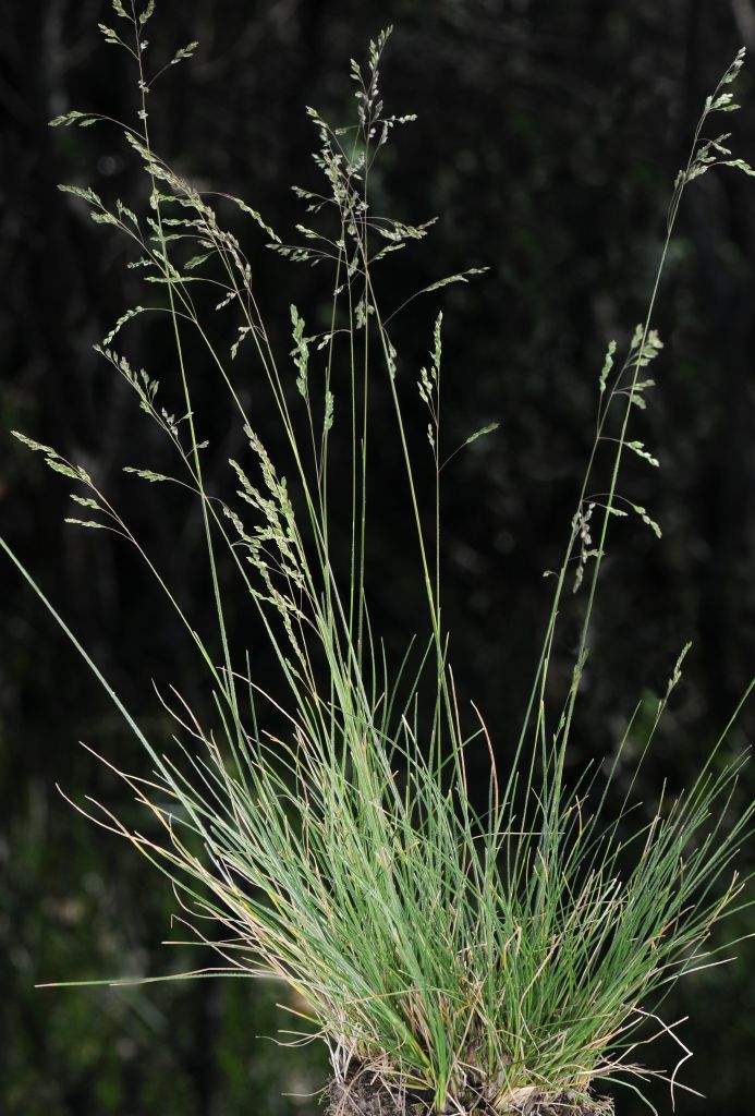 Poa Sieberiana (Grey Tussock Grass / Snow Grass)