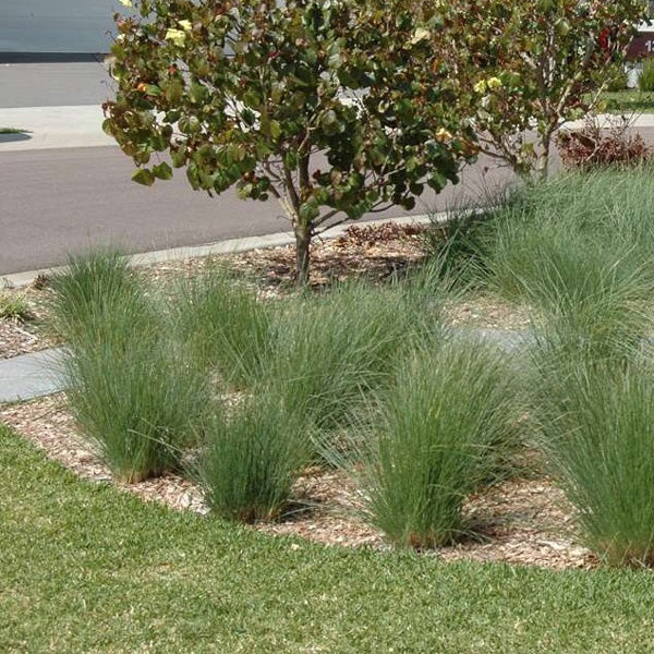 Poa Poiformis (PP500) KINGSDALE™