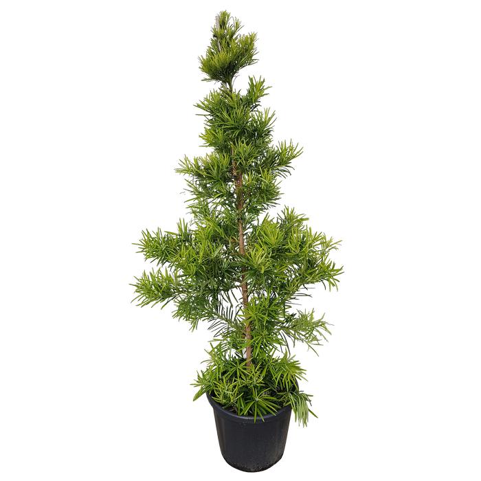 Podocarpus Macrophyllus ‘Mood Ring’ (Buddhist Pine)