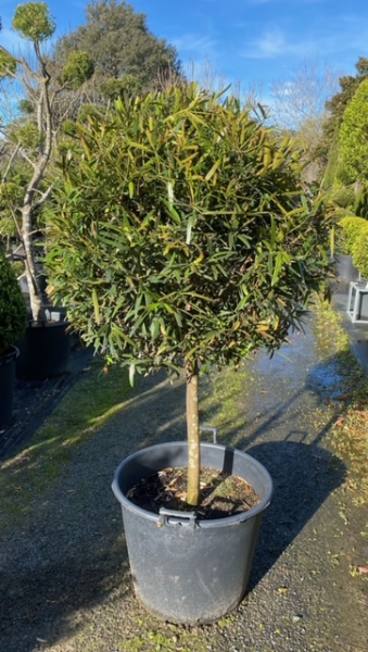 Podocarpus Elatus (Plum Pine)