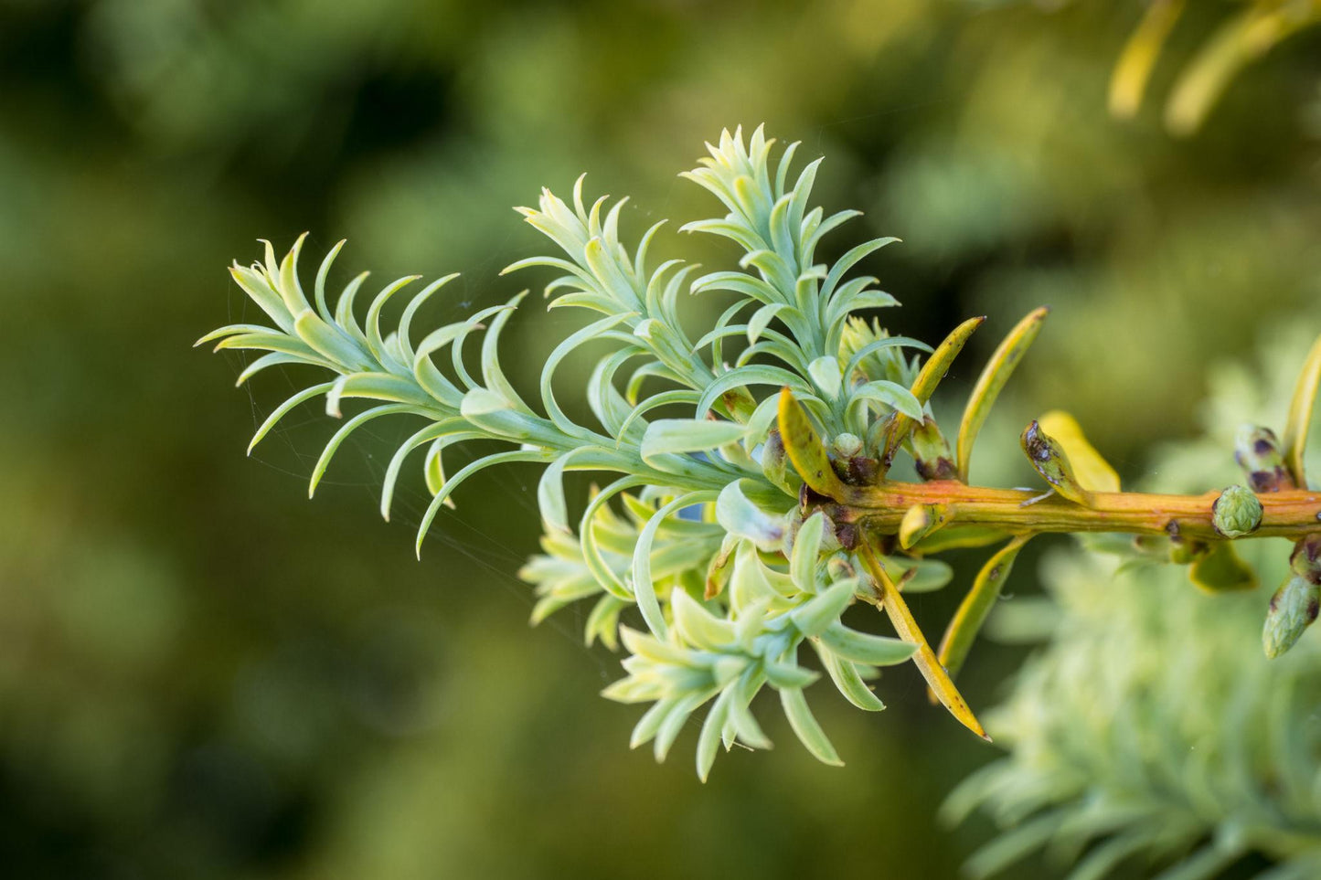 Podocarpus totara (Totara)