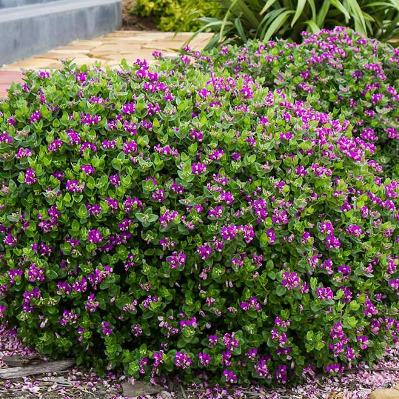 Polygala Myrtifolia × OIppositifolia ‘Little Bibi’ (Dwarf Sweet Pea Shrub)