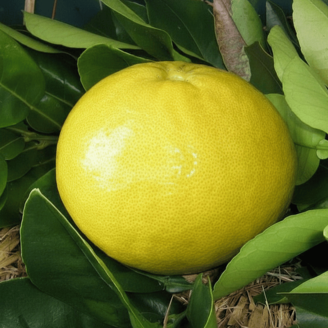 Citrus maxima (Watson’s Choice Pummelo)