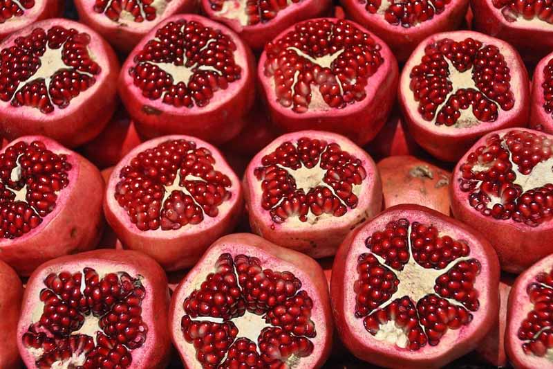 Punica granatum (Pomegranate)