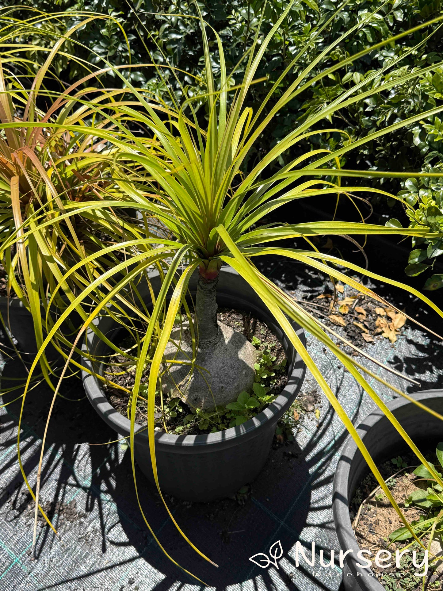 Beaucarnea Recurvata (Pony Tail Palm - end of batch, marked leaves, not uniform)