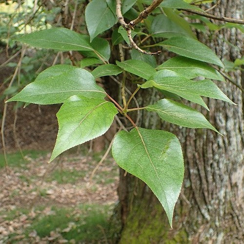 Populus Yunnanensis (Pleached Chinese Poplar)