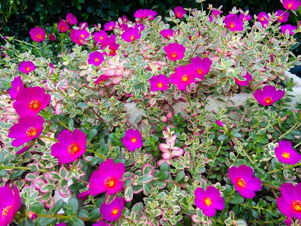 Portulaca ‘Hot Shots Flambeau Rose’ (Rose Flambeau Purslane)