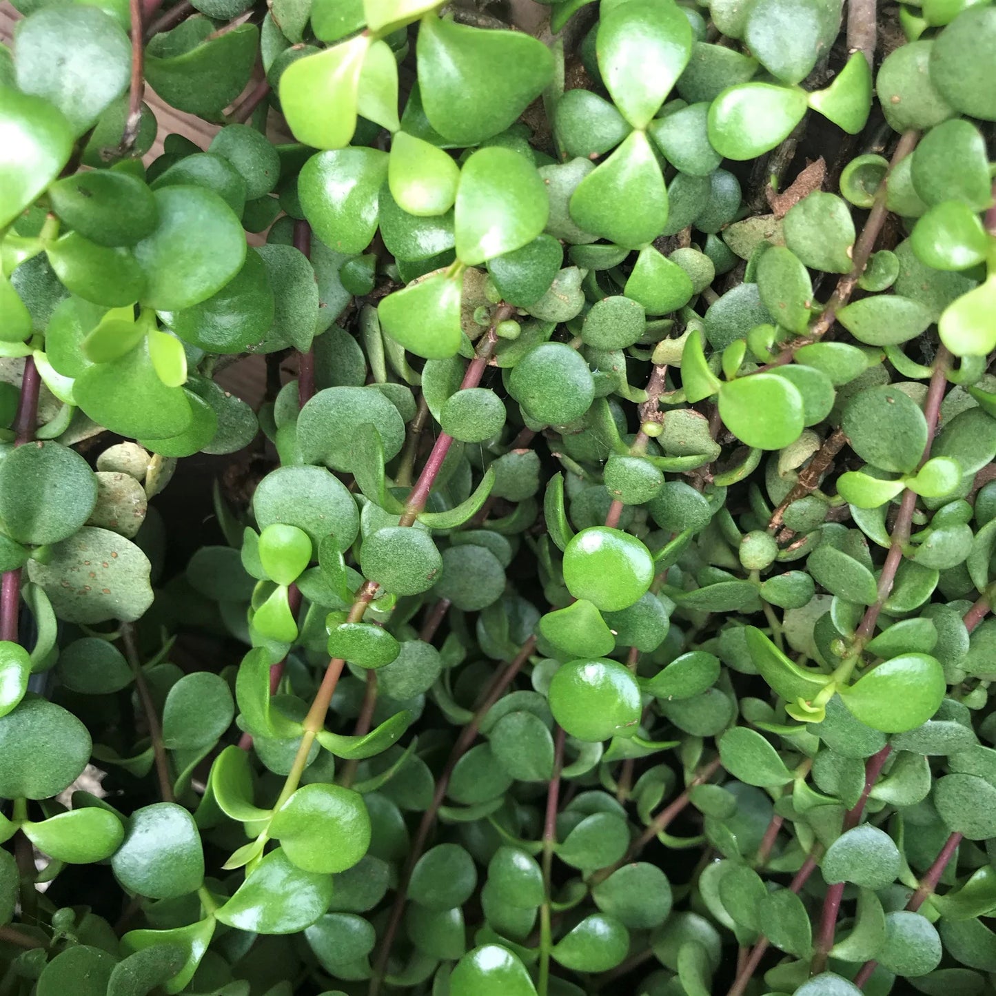 Portulacaria Afra ‘Cascade’ (Trailing Elephant Bush)
