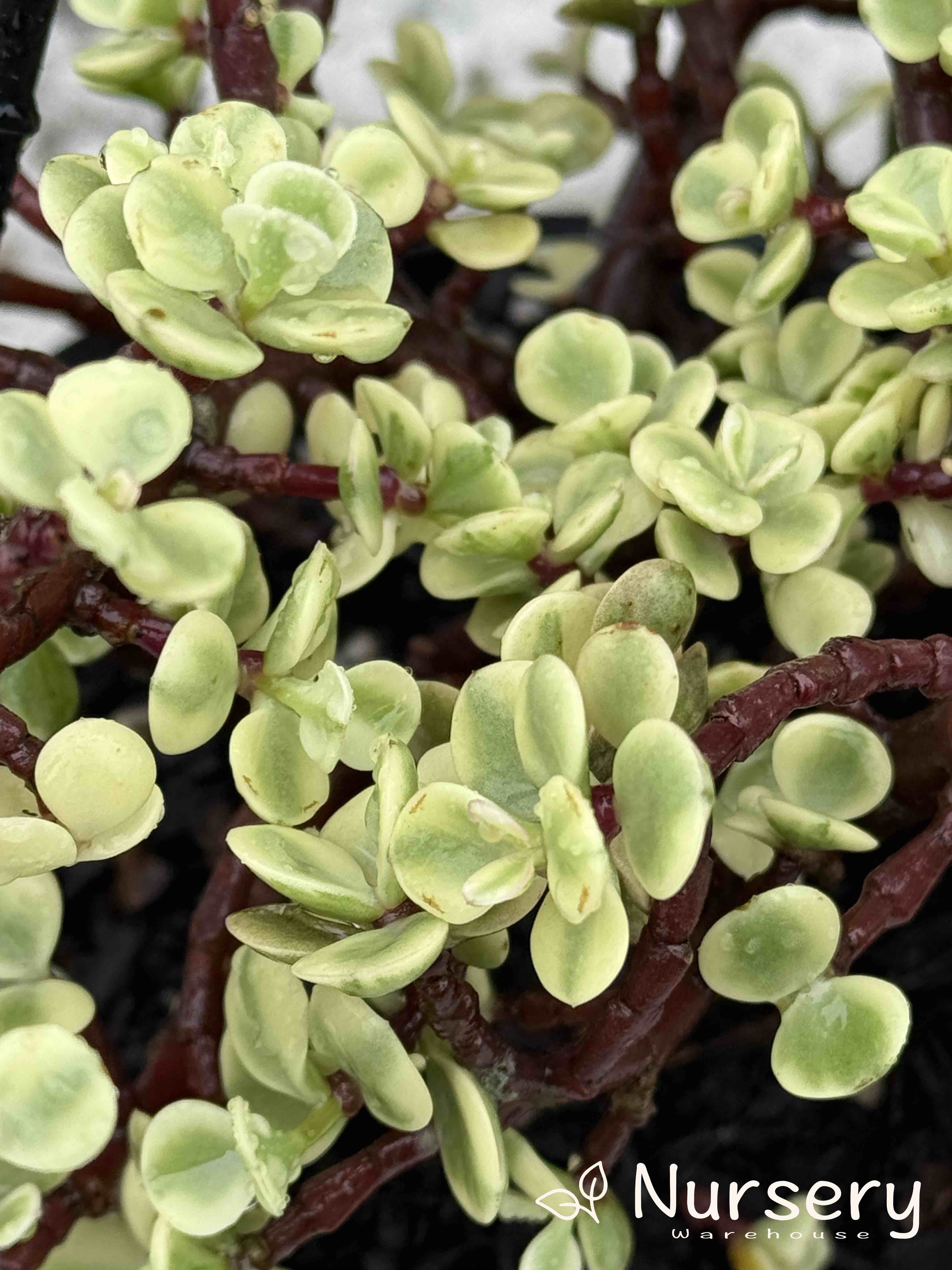 hanging elephant succulent Portulacaria Afra Variegata – Stunning Hanging Basket Succulent
