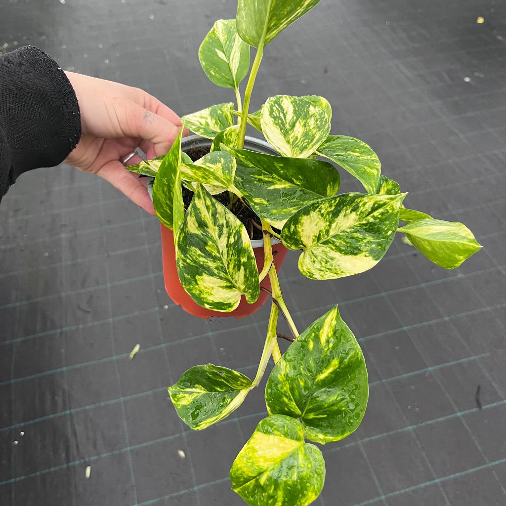 Epipremnum aureum Pothos (Devil's Ivy / Hanging Baskets)