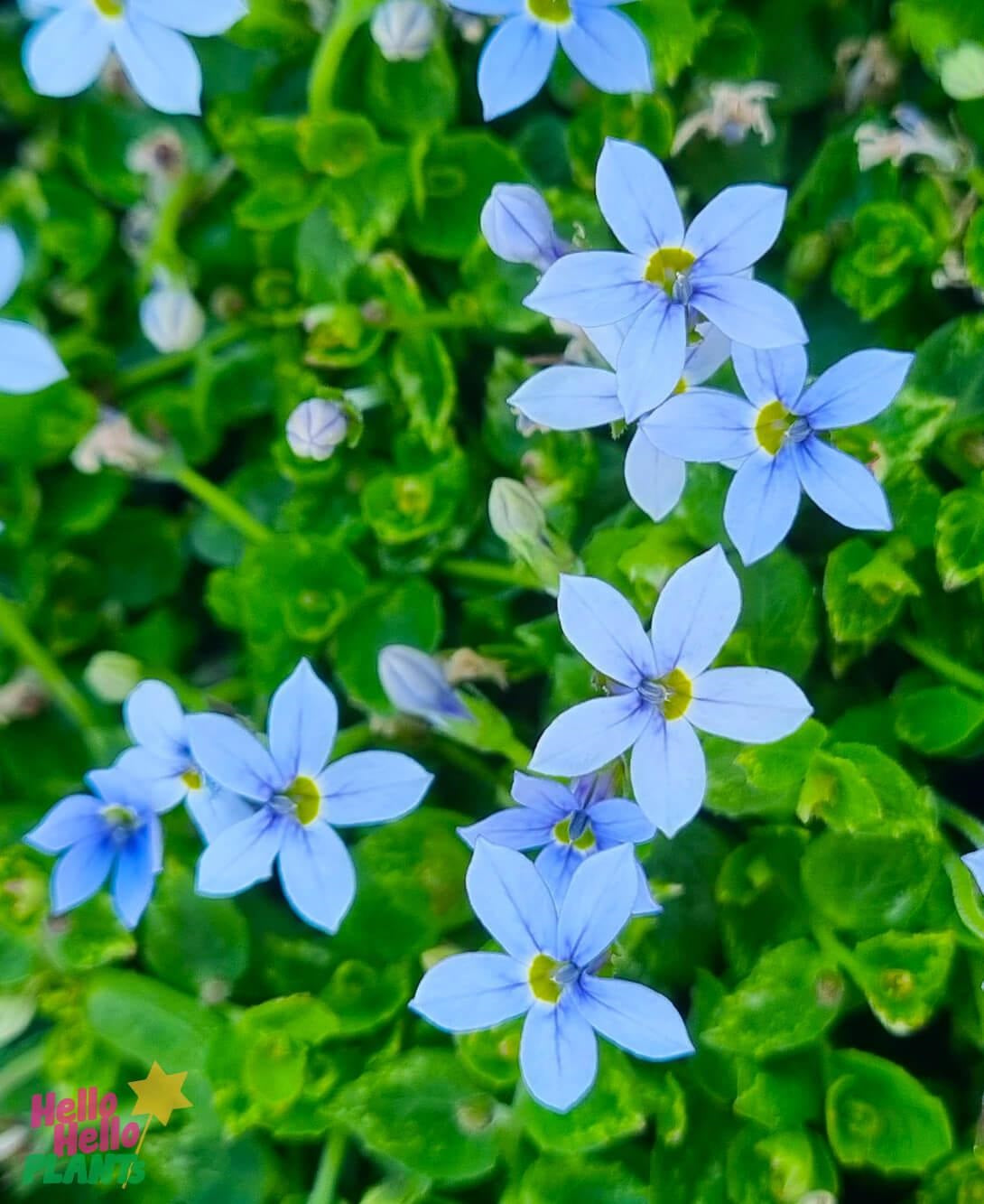 Pratia Puberula Blue (Blue Star Creeper)