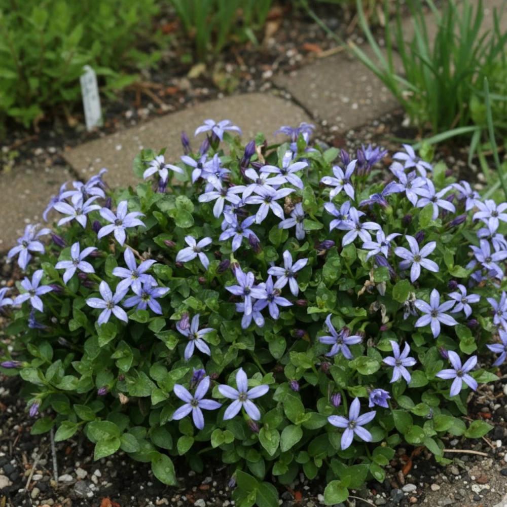 Pratia Pedunculata Blue (Blue Star Creeper)