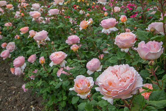 Rosa ‘Princess Charlene de Monaco’ (Hybrid Tea Rose)