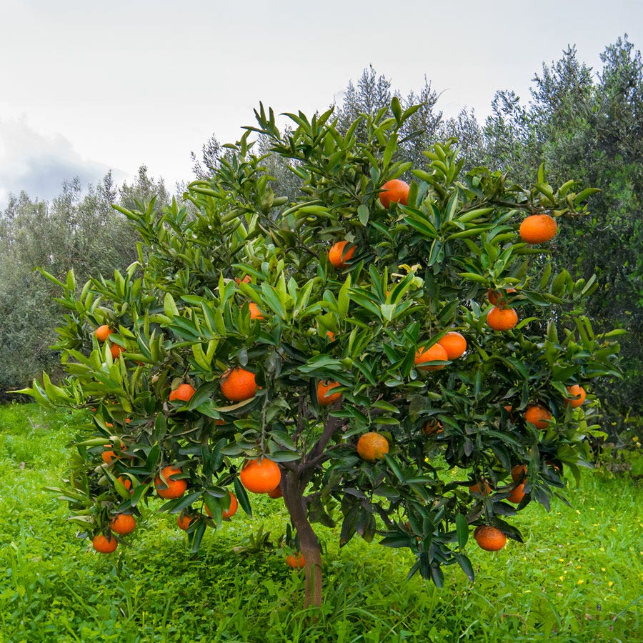 Citrus sinensis 'Washington Navel' (Washington Navel Orange)