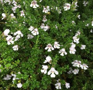 Prostanthera cuneatus ‘Cool Mint™’ – Mint Bush