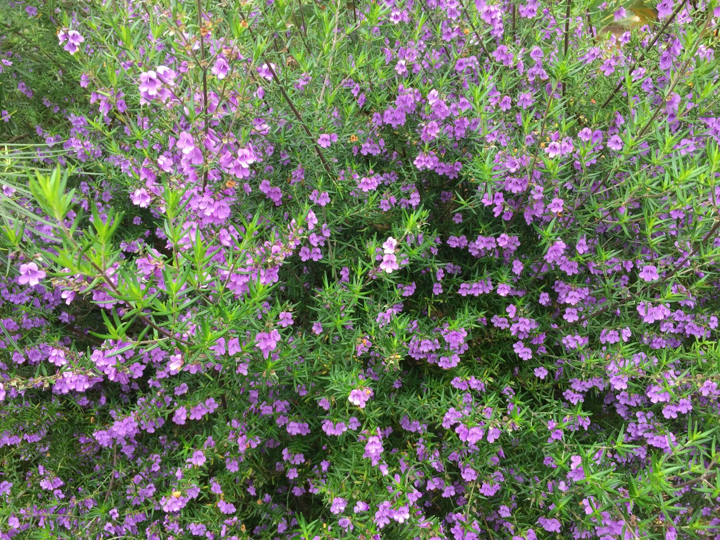 Prostanthera phylicifolia (Mint Bush)