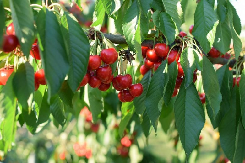 Prunus Avium (Cherry Starkrimson) | SELF FERTILE