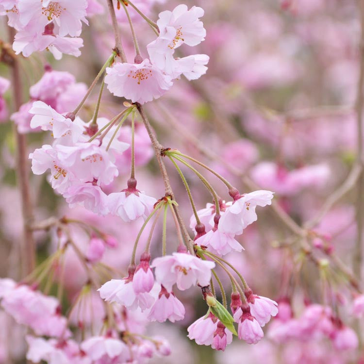 Prunus × subhirtella 'Pendula Rosea' Standard (Weeping Pink Cherry Standard)