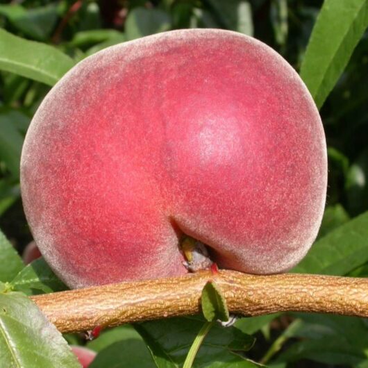 Prunus Persica var. Nucipersica 'Royal Gem' (Dwarf Royal Gem Nectarine)
