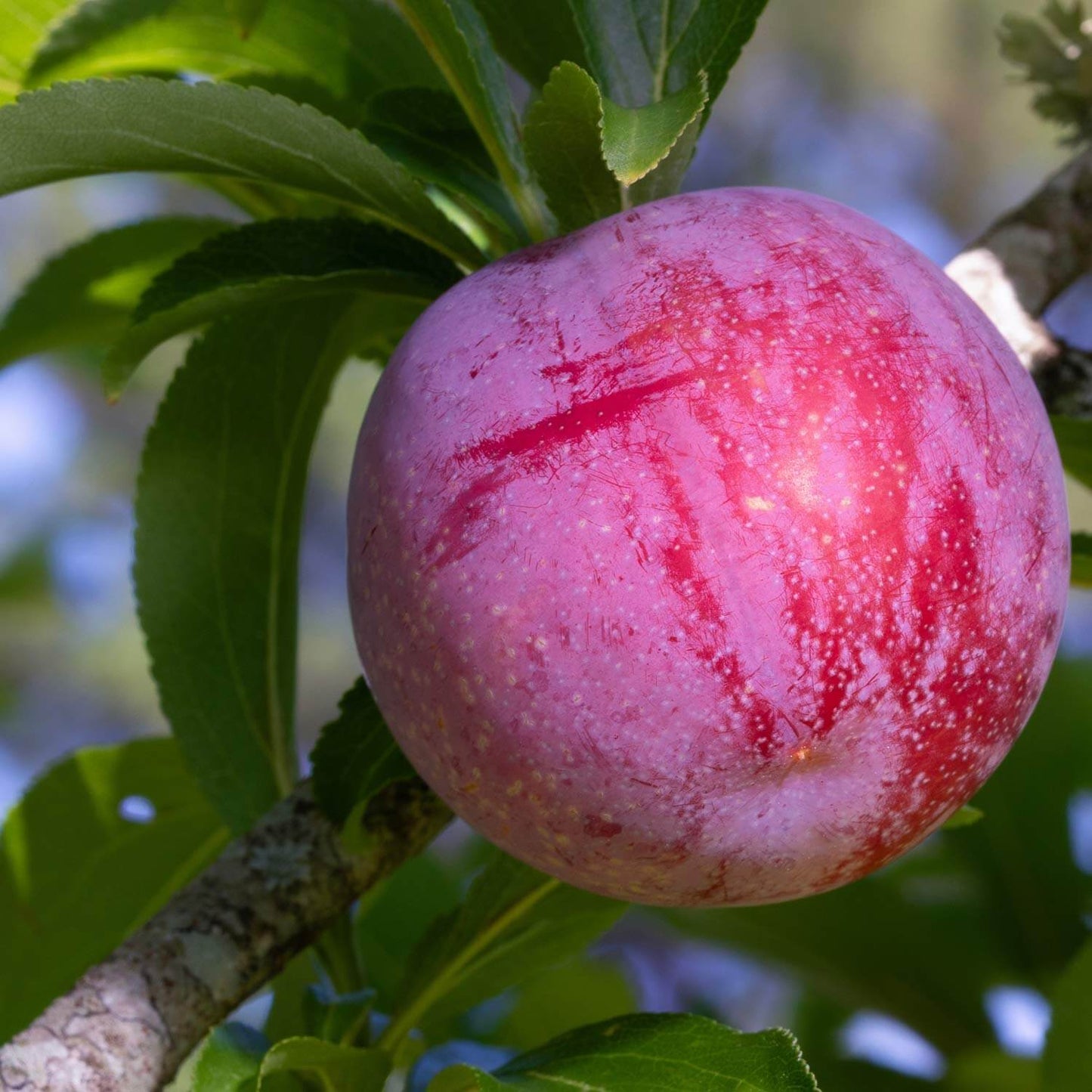 DWARF Prunus Salicina 'Santa Rosa' (Plum Santa Rosa)