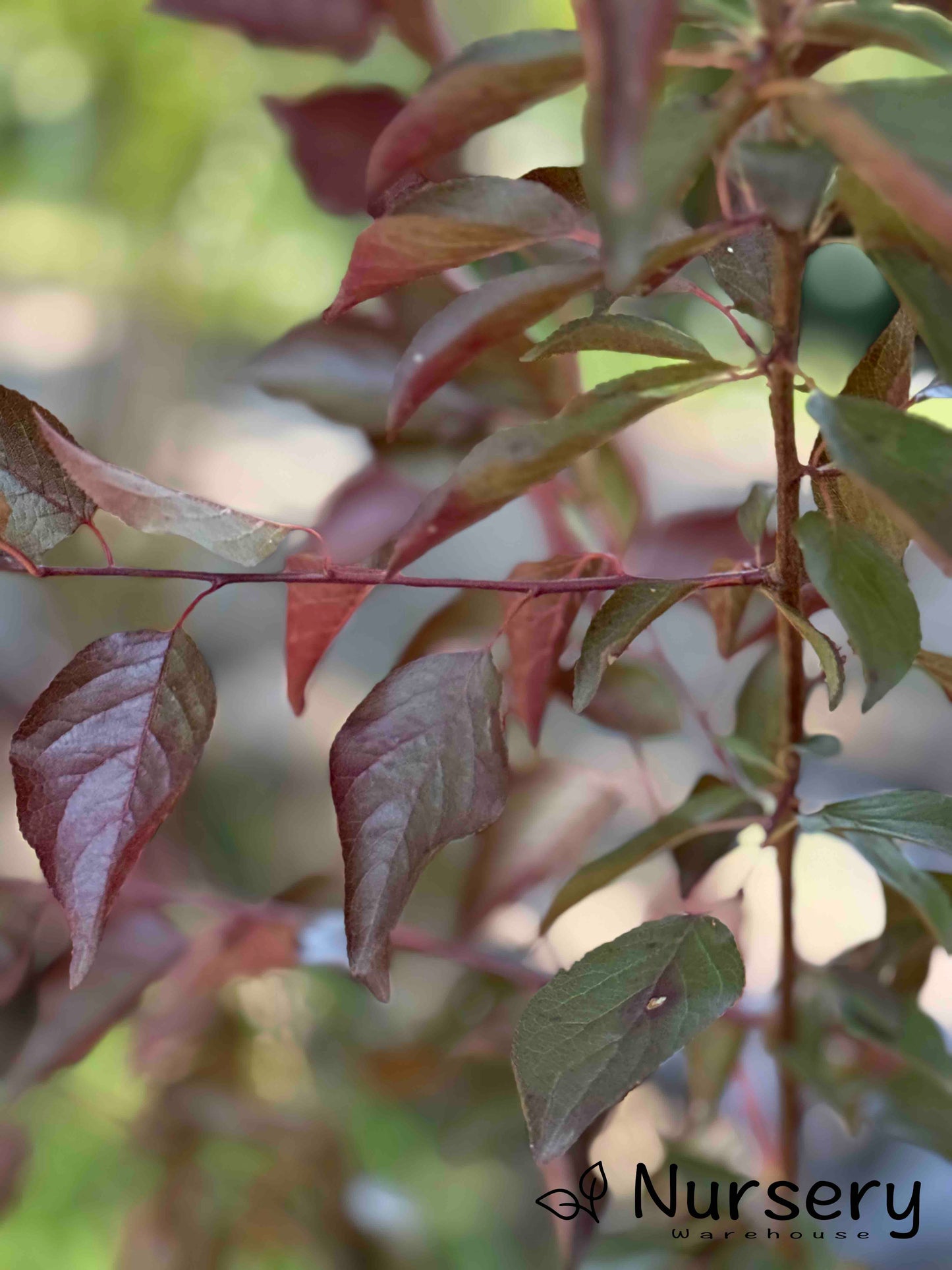 Prunus × Blireana (Flowering Plum / Purple Leaf Plum)