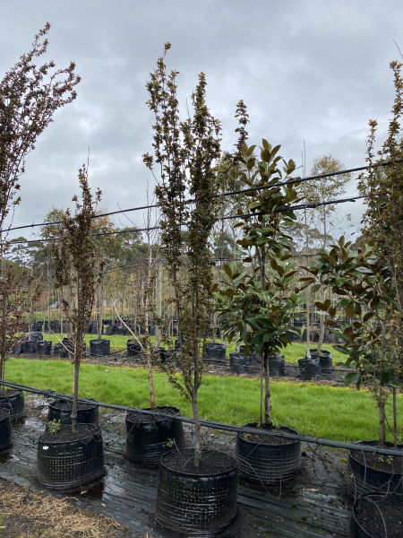 Prunus Cerasifera Nigra (Purple Leaf Flowering Plum)