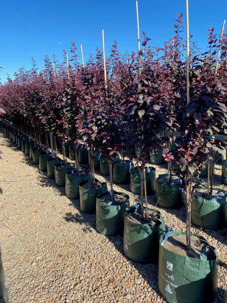 Prunus Cerasifera 'Nigra' (Purple-Leaf Flowering Plum) – Grafted