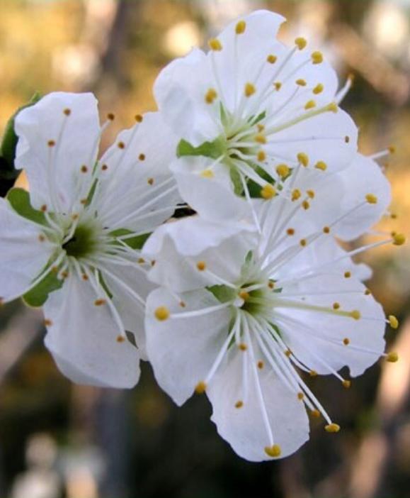 Prunus Salicina ‘Luisa’ (Luisa Plum)