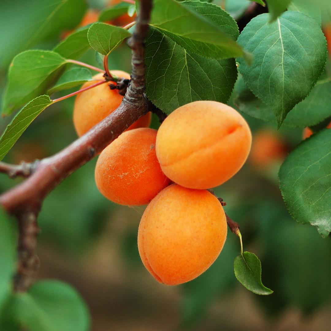 Prunus Armeniaca ‘Moorpark’ (Moorpark Apricot)