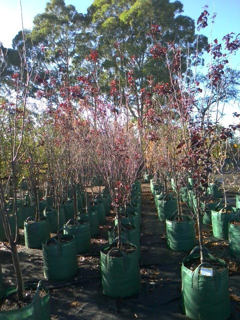 Prunus Cerasifera Nigra (Purple Leaf Flowering Plum)