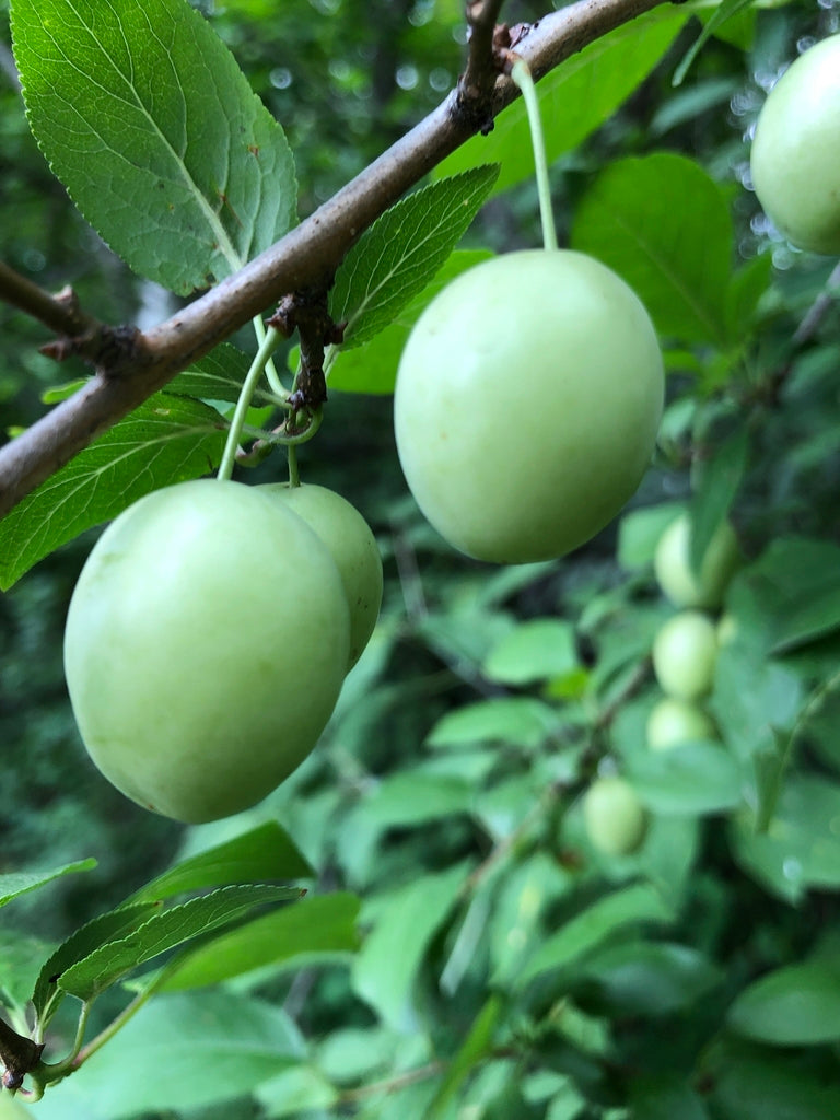 Prunus domestica ‘Sugar Plum’
