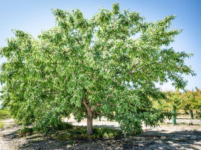 Prunus dulcis (Almond)