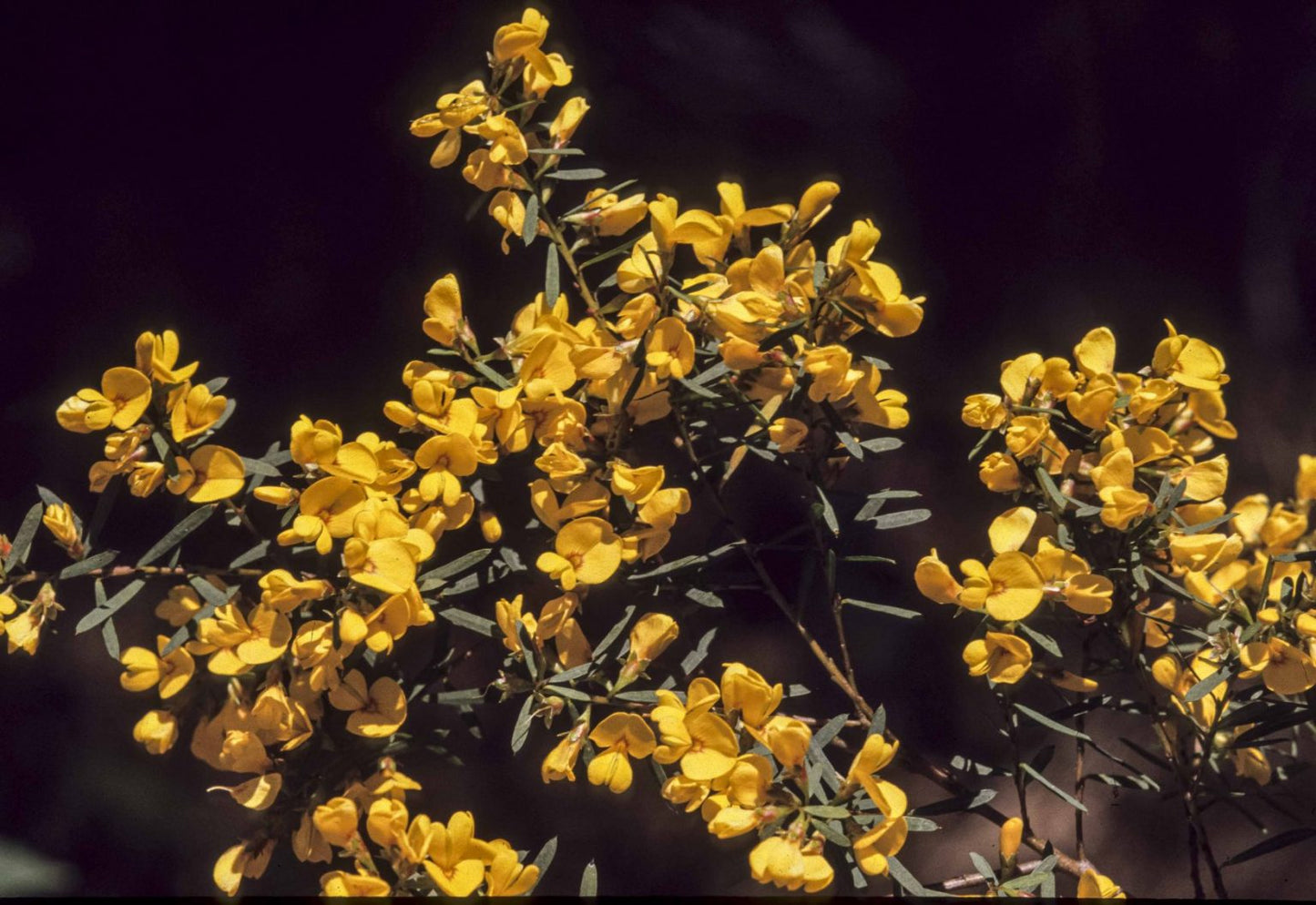 Pultenaea flexilis (Graceful Bush-pea)